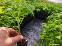 Răsad de roșii gata de plantat