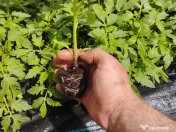Răsad de roșii gata de plantat 