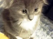 Puiuti Scottish irezistibili, isi cauta Omul 