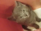 Puiuti Scottish irezistibili, isi cauta Omul 