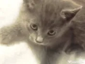 Puiuti Scottish irezistibili, isi cauta Omul 