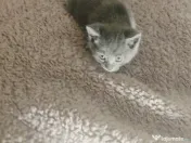 Puiuti Scottish irezistibili, isi cauta Omul 