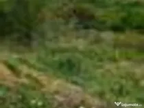 Teren 1,826mp Paleu / None