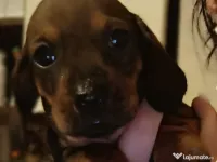 Teckel fetiță și 3 baietei 