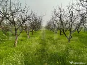 Teren intravilan 4447 mp, Pielesti. 28 ml deschidere 