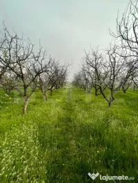 Teren intravilan 4447 mp, Pielesti. 28 ml deschidere 