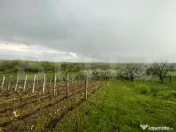 Teren intravilan 4447 mp, Pielesti. 28 ml deschidere 