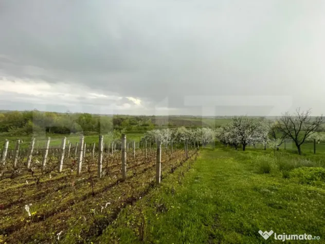 Teren intravilan, 4447 mp, 28 ml deschidere, Pielesti