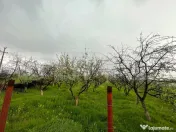 Teren intravilan 4447 mp, Pielesti. 28 ml deschidere 