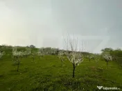 Teren intravilan 4447 mp, Pielesti. 28 ml deschidere 