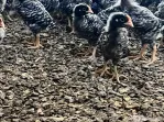 Puicuțe ouatoare porumbace