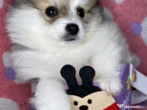 Puiuți masculi pomeranian