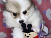 Puiuți masculi pomeranian 