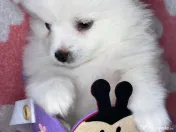 Puiuți masculi pomeranian 