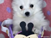 Puiuți masculi pomeranian 