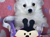 Puiuți masculi pomeranian 