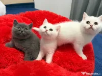 Pui British short-hair alb gri 