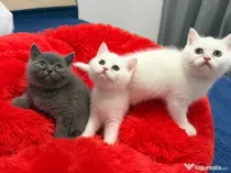 Pui British shorthair alb gri
