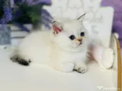 British shorthair colorpoint 