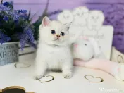 British shorthair colorpoint 