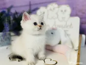 British shorthair colorpoint 