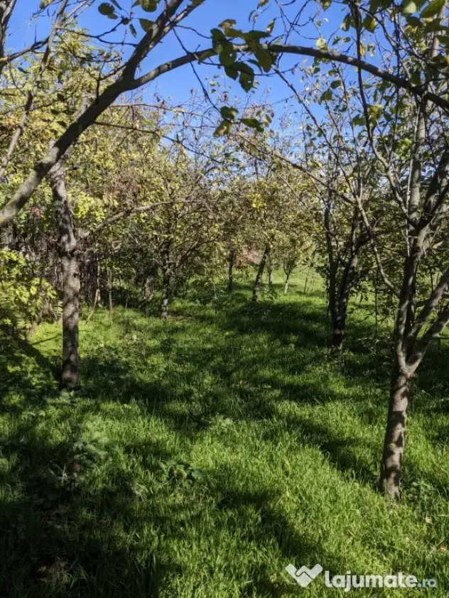 Proprietar,casa renovata,teren 2000 mp deschidere 113 m,Farcasele Olt