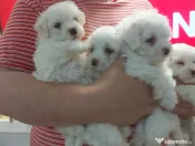 Bichon frise de vanzare 
