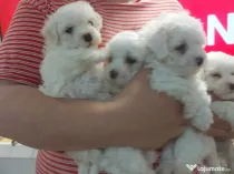 Bichon frise de vanzare