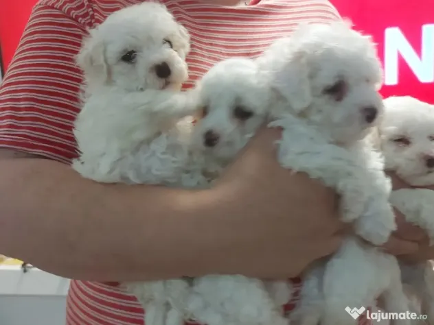 Bichon frise de vanzare