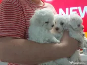 Bichon frise de vanzare 