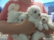 Bichon frise de vanzare 