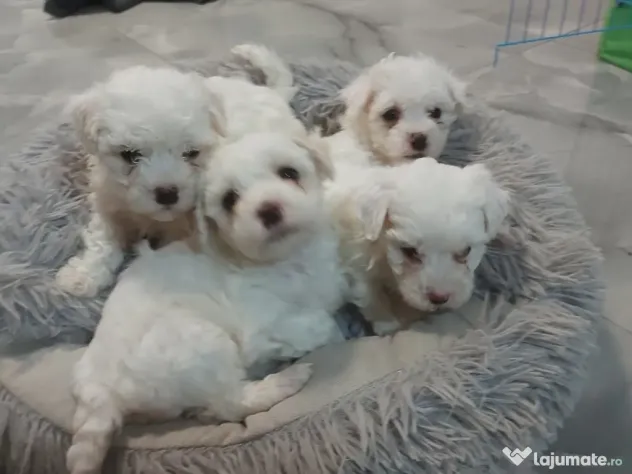 Bichon frise de vanzare