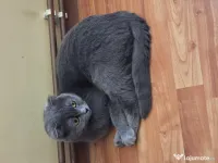 Pisici din  rasa british shorthair 