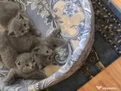 Pisici din rasa british shorthair