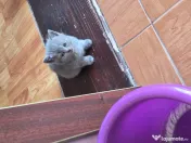 Pisici din rasa british shorthair