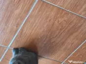 Pisici din rasa british shorthair