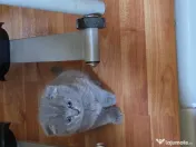 Pisici din rasa british shorthair