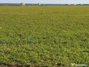 Teren 7000 m² in apropiere de Nibiru ( Tuzla - Constinesti ) 