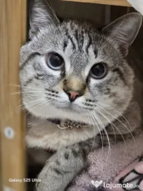 Donez motanel frumos cuminte iubitor