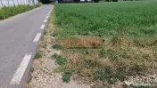Teren intravilan 9.470 mp – Bolintin-Deal, locație 