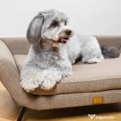 Canapea Bej - Retro BRAUBRAU pentru Câini și Pisici 