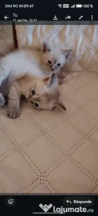 Puiuți superbi Ragdoll 