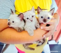 Puiuți Ragdoll foarte simpatici