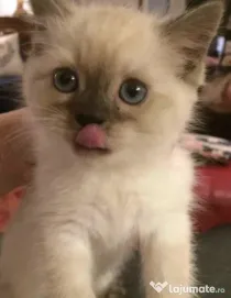 Puiuți Ragdoll foarte simpatici