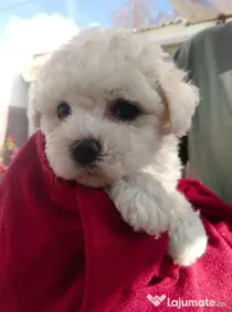 Bichon maltez mini toy