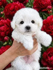 Bichon maltez mini toy 