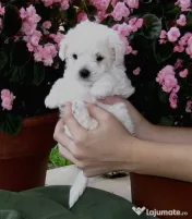 Bichon maltez mini toy 