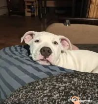 Fetiță American Staffordshire Terrier 