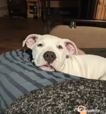 Fetiță American Staffordshire Terrier