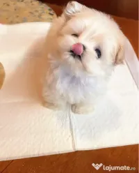 Bichon Maltez Mini Toy 